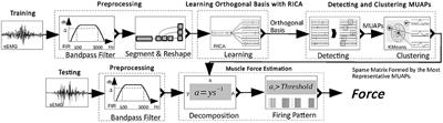 One-Channel Surface Electromyography Decomposition for Muscle Force Estimation